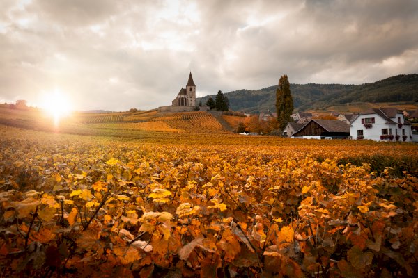 Ophorus Tours - Alsace wine discovery vineyard tour from Strasbourg