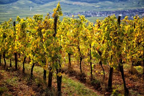 Ophorus Tours - Alsace Wine Discovery Half-Day Vineyard Tour from Strasbourg