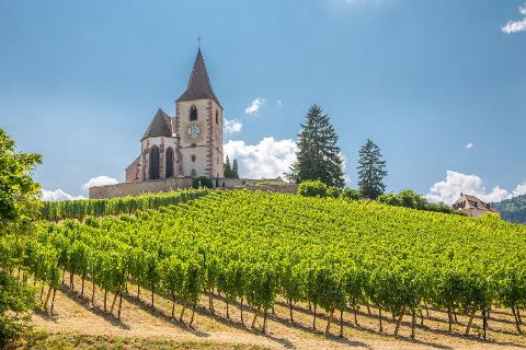 Ophorus Tours - Exclusive Alsace Villages & Wine Private Tour from Strasbourg