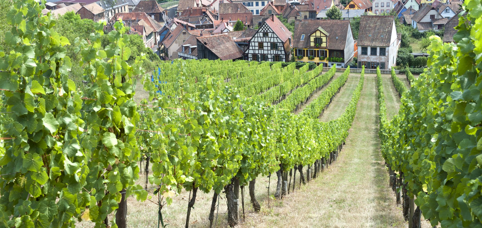 Ophorus Tours - A Private Half Day Trip from Strasbourg to Alsace Villages & Wine Tour