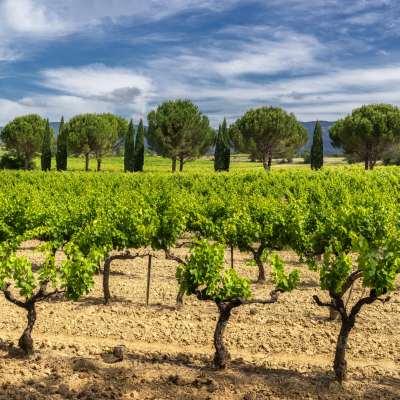 Final Winery Visit and Tasting