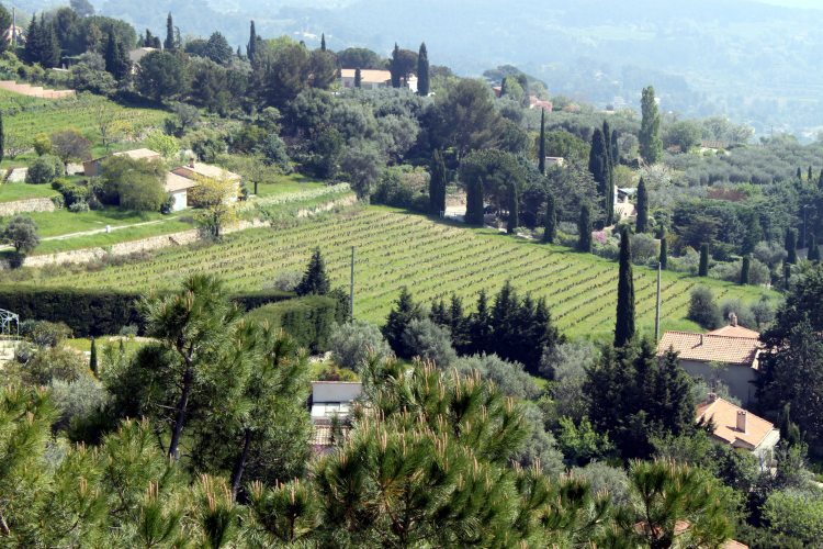 Ophorus Tours - Provence Private Full-Day Wine Tour from Aix en Provence