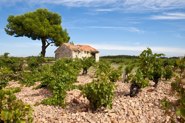 Ophorus Tours - Provence Private Full-Day Wine Tour from Aix en Provence