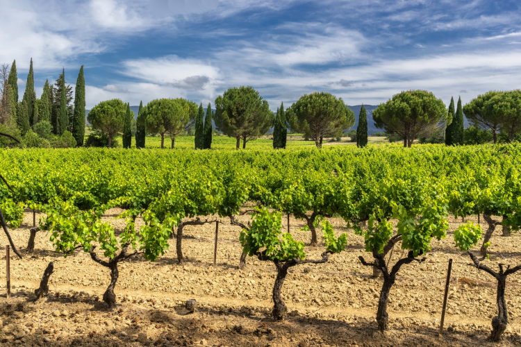 Ophorus Tours - Private Full Day Provence Wine Tour : An Exclusive Tasting Experience