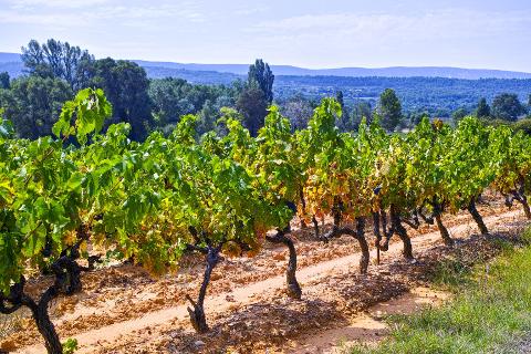 Ophorus Tours - Private Provence Wine Tour : An Exclusive Tasting Experience from Aix