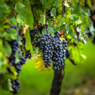 First winery – Visit & tastings