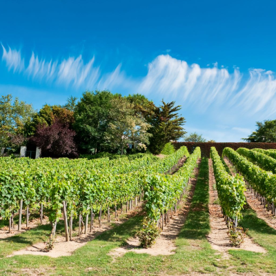 Second winery – Visit & tastings