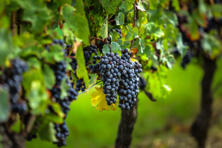 Ophorus Tours - Saint Emilion Odyssey Full Day Bordeaux Wine Tour
