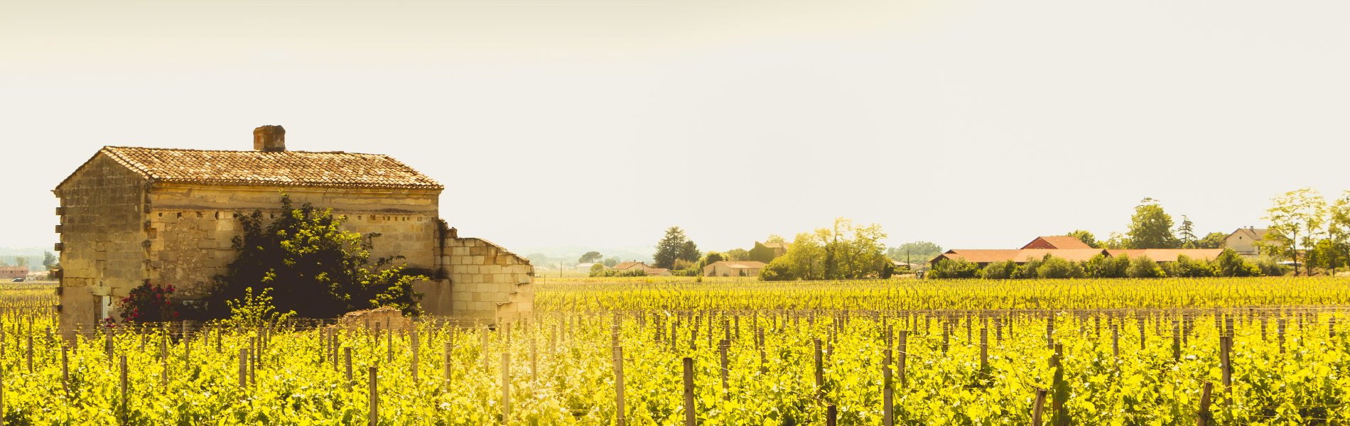 Ophorus Tours - Saint-Émilion Wine Tour Full-Day Small Group from Bordeaux
