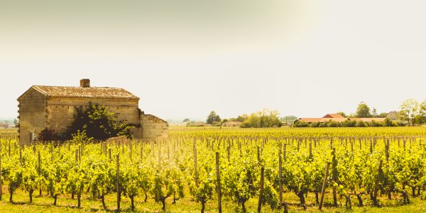 Ophorus Tours - Saint-Émilion Wine Tour Full-Day Small Group from Bordeaux