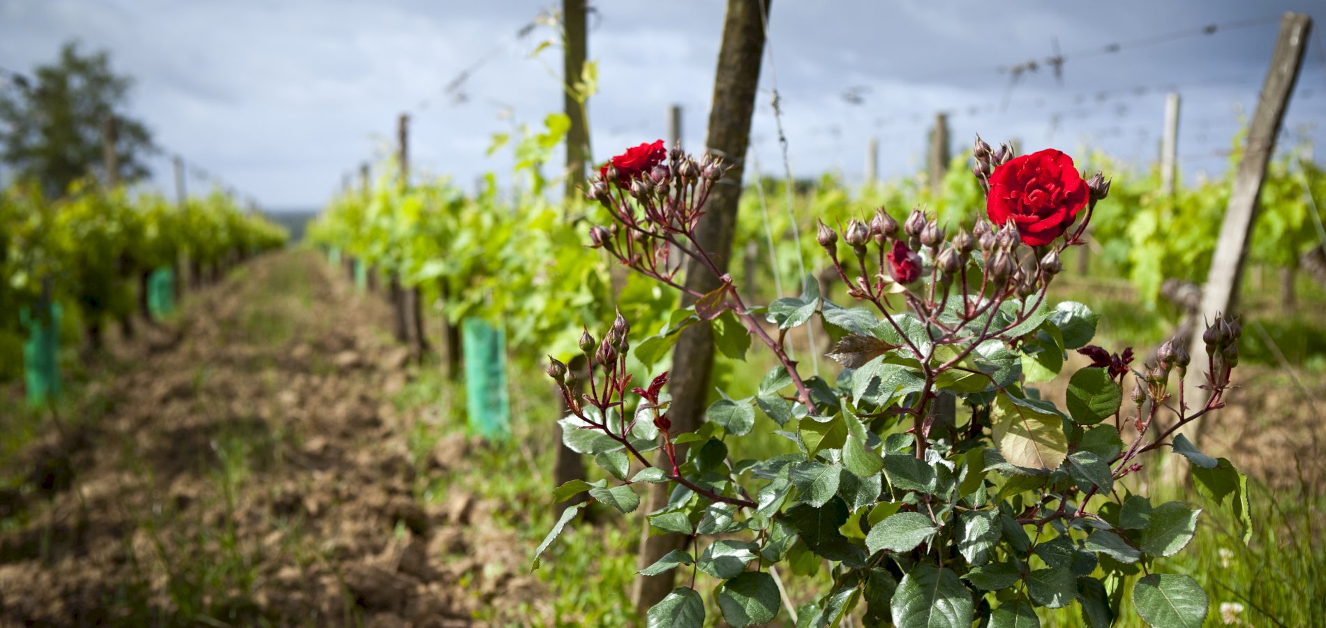 Saint-Emilion : Village, Châteaux and wine tasting - Olala Bordeaux