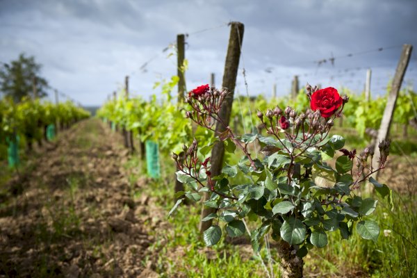 Ophorus Tours - Saint Emilion Odyssey Full Day Bordeaux Wine Tour