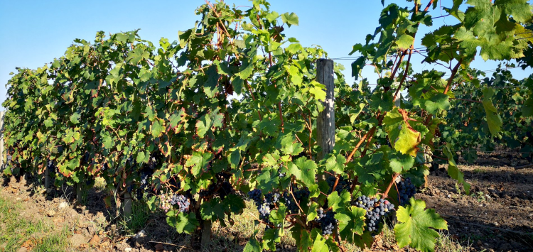 Ophorus Tours - Saint-Émilion Half-Day Village & Wine Tour from Bordeaux