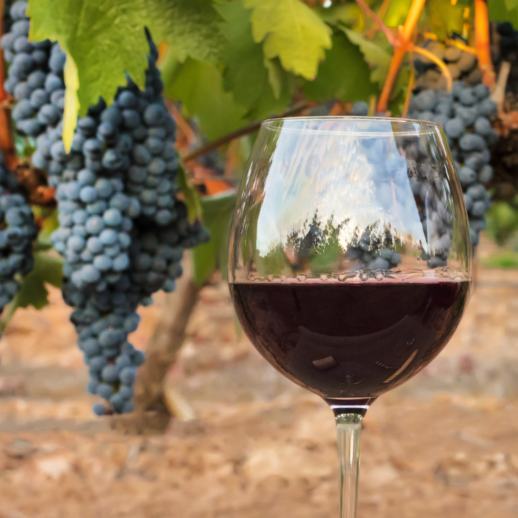 Ophorus Tours - Saint-Émilion Half-Day Village & Wine Tour from Bordeaux