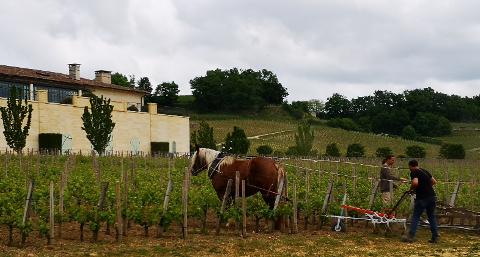 Ophorus Tours - Saint-Émilion Wine Discovery – Half-Day Tour from Bordeaux