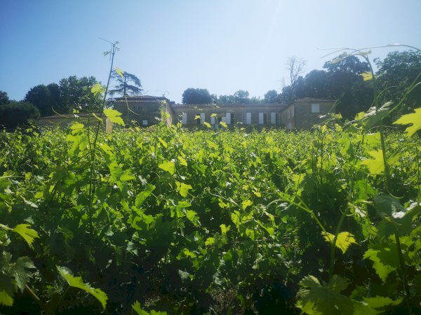 Ophorus Tours - Saint Emilion Wine Discovery half-day Bordeaux Vineyard Tour