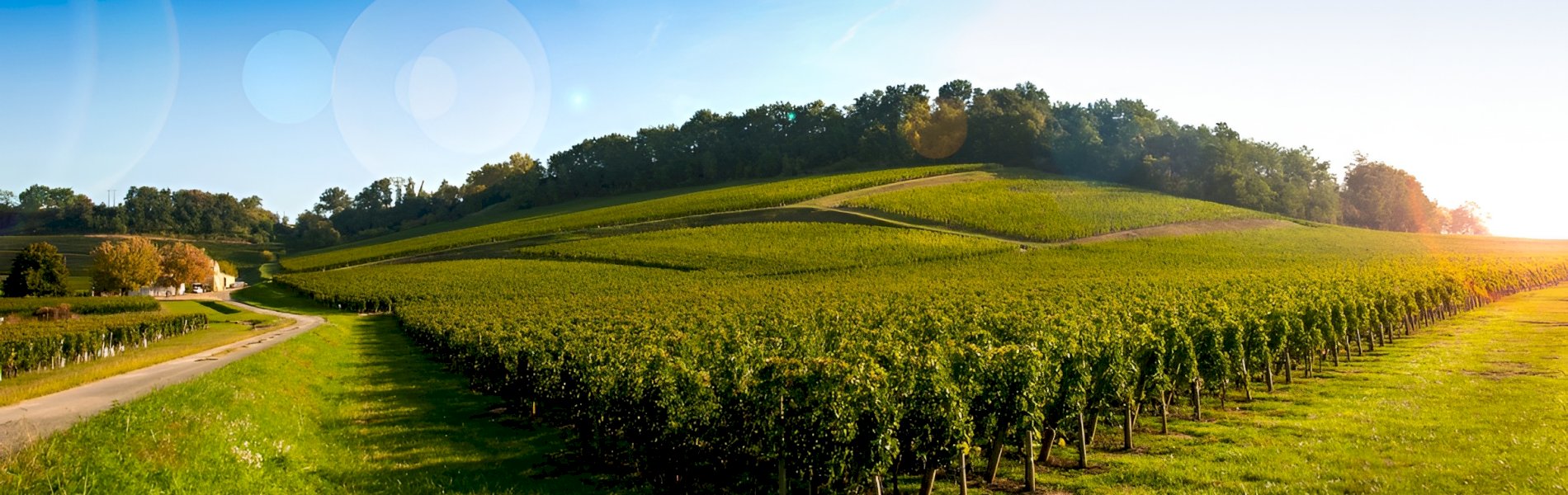 Ophorus Tours - Saint-Émilion Half-Day Village & Wine Tour from Bordeaux