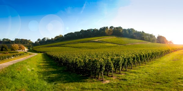 Ophorus Tours - Saint-Émilion Half-Day Village & Wine Tour from Bordeaux