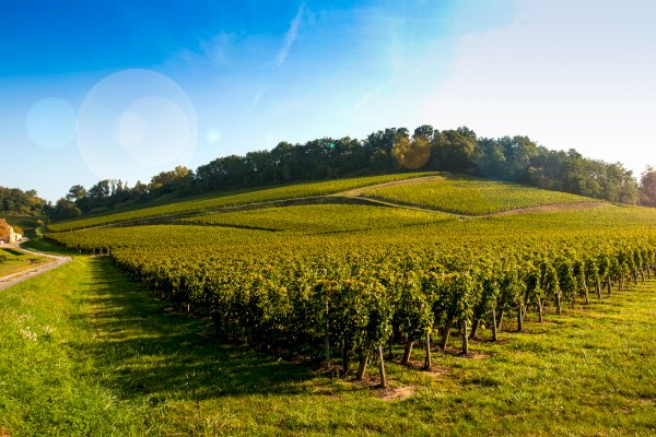 Ophorus Tours - Saint Emilion Wine Discovery half-day Bordeaux Vineyard Tour