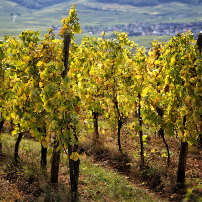 Scenic drive through vineyards