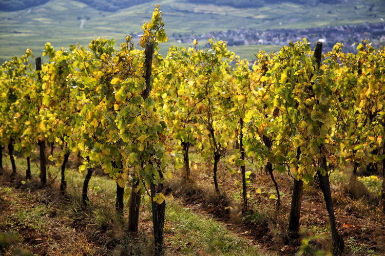 Ophorus Tours - Alsace Villages Small Group Half-Day Tour from Colmar