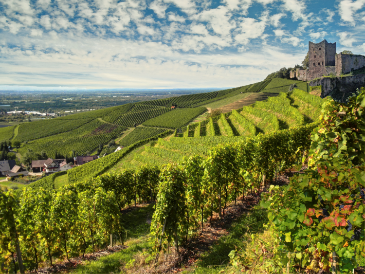 Ophorus Tours - German Wine Tasting Experience Private Tour from Strasbourg