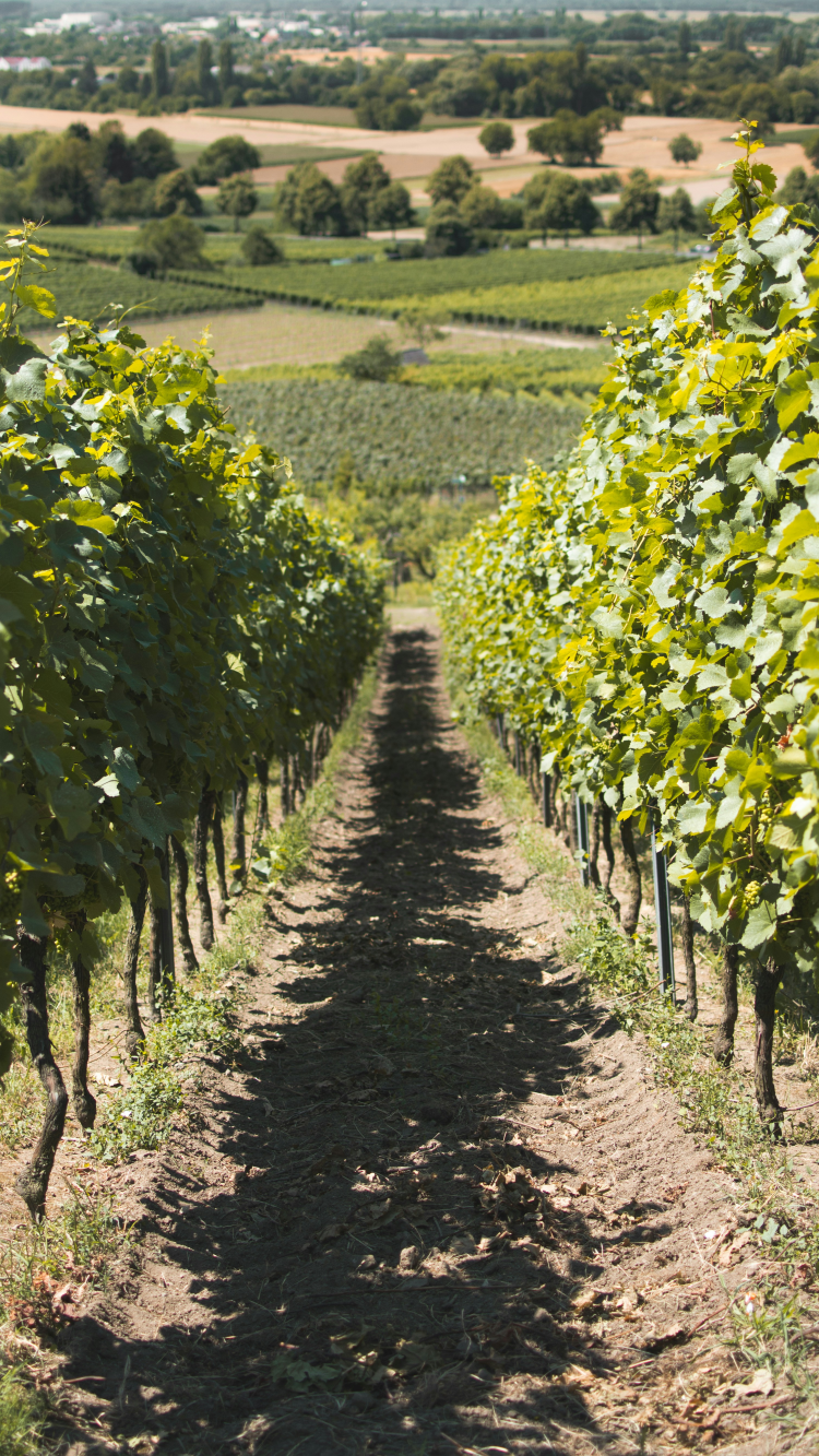 Ophorus Tours - German Wine Tasting Experience Private Tour from Strasbourg