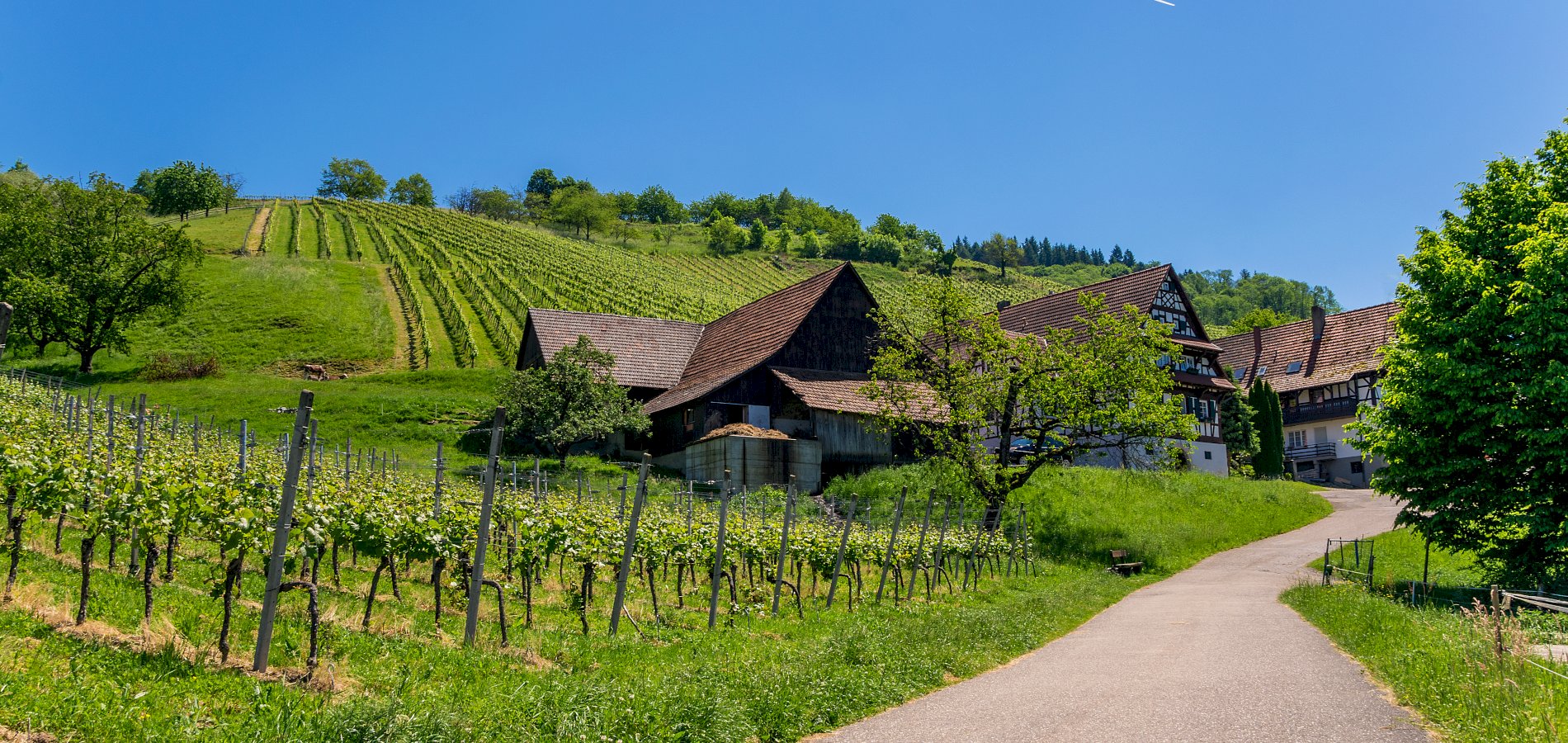 Ophorus Tours - From Strasbourg German Baden Wine Tasting tour private