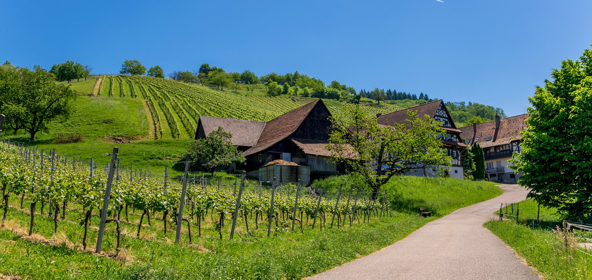 Ophorus Tours - German Baden Wine Tasting Experience private tour from Strasbourg