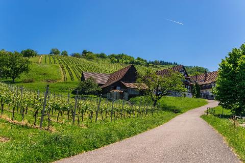 Ophorus Tours - German Baden Wine Tasting Experience private tour from Strasbourg