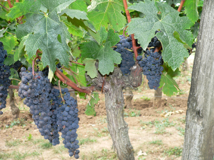 Ophorus Tours - Wine Connoisseur's Dream: Médoc, Saint-Émilion & Graves Private Tour