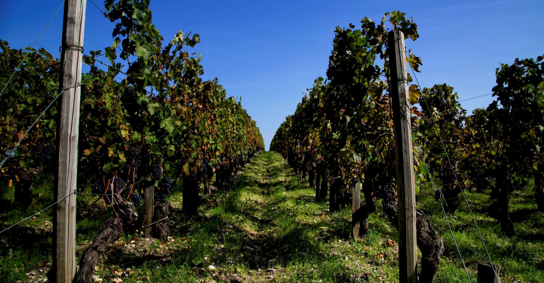 Ophorus Tours - Private Bordeaux Wine Tour to Medoc, St Emilion & Graves Vineyards