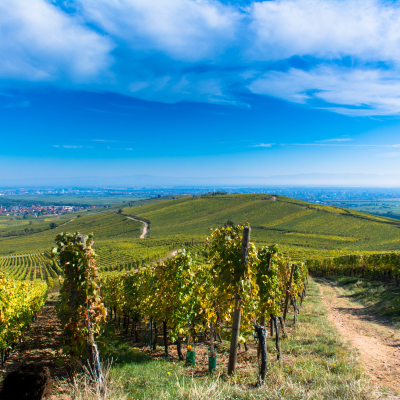 Panoramic drive through vineyards and villages