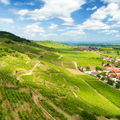 First winery visit and guided tasting