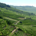 Third winery visit and final tasting