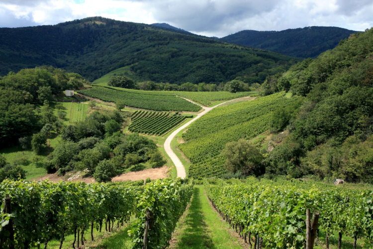 Ophorus Tours - Alsace Wine Tour from Colmar: A full day Vineyard Exploration