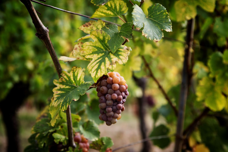 Ophorus Tours - Alsace Wine Tour from Colmar: A full day Vineyard Exploration