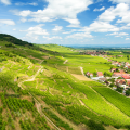 Scenic drive through vineyards