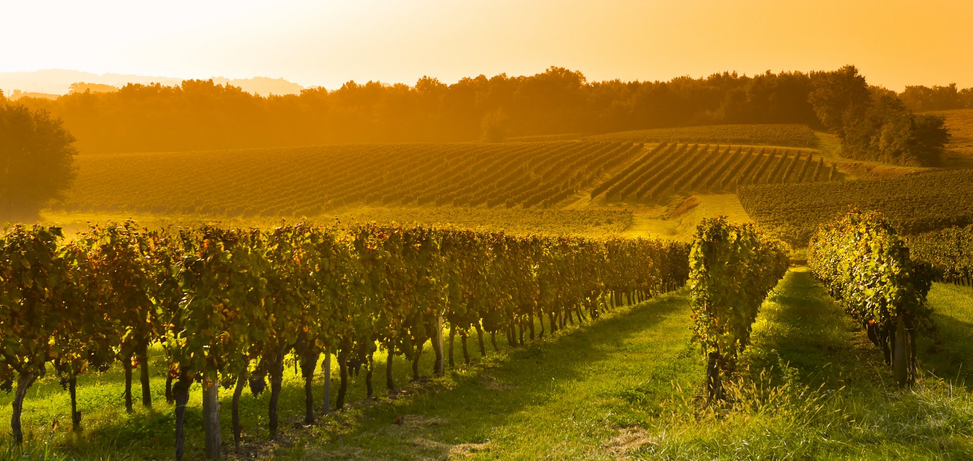 Ophorus Tours - Alsace Wine Tour from Colmar: A half-day Vineyard Excursion