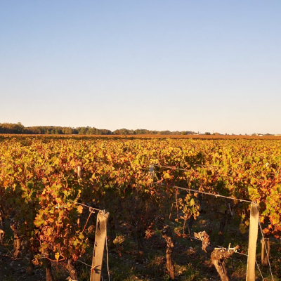 Travel Into the Médoc