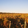 Travel Into the Médoc