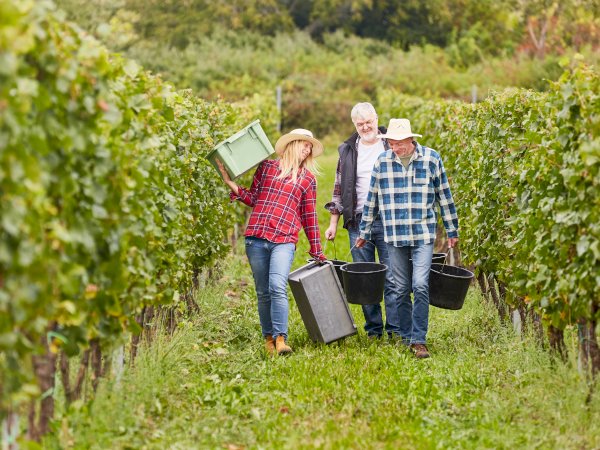 wine tour from le verdon