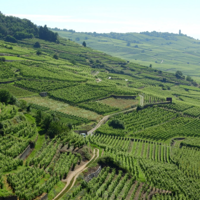 Winery