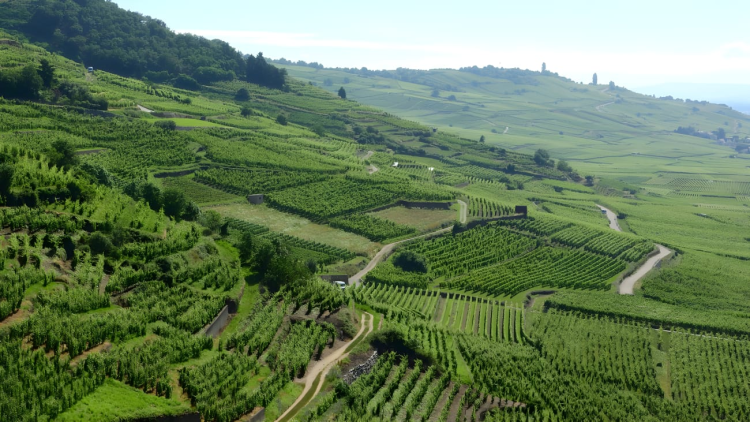 Ophorus Tours - Alsace Grands Crus Private Wine Tour from Colmar