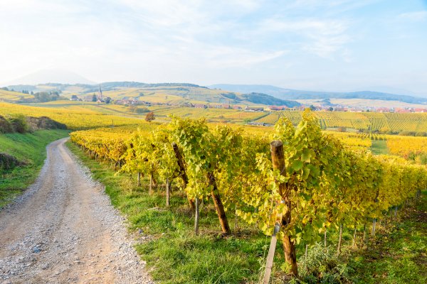 Ophorus Tours - From Colmar Alsace Grands Crus Wine Tour private