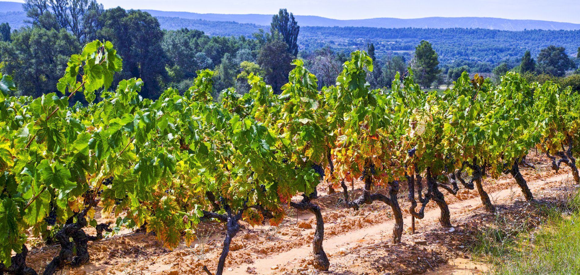 Ophorus Tours - Toulon Shore Excursion Provence Wine Tour private