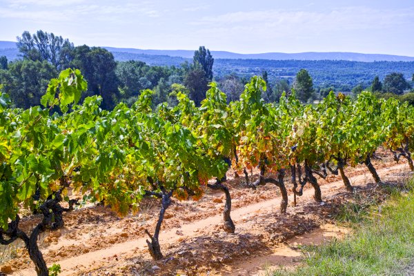 Ophorus Tours - Toulon Shore Excursion Provence Wine Tour private