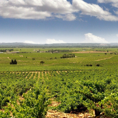 Winery visit