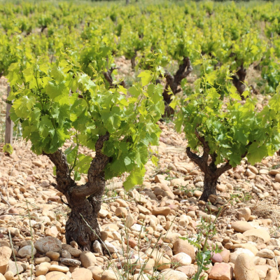 Châteauneuf-du-Pape
