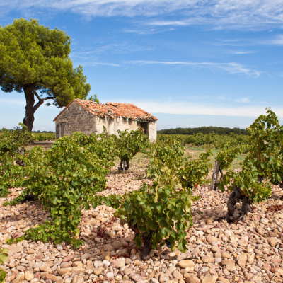 Winery Visit